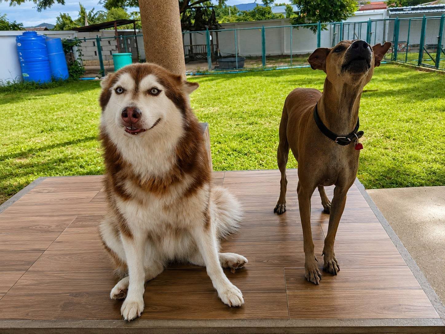 Happy dog guests in the spacious green garden