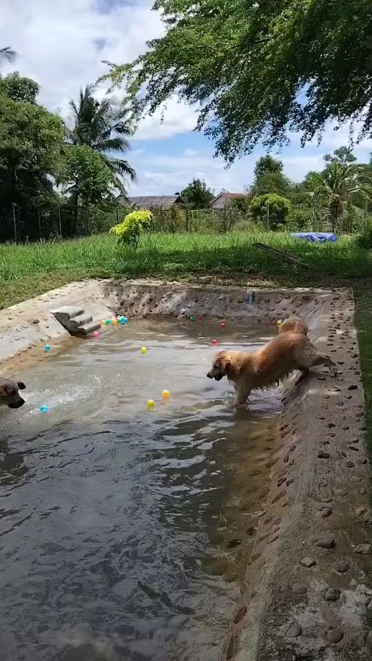 Tilly and Bella enjoying the dog pool