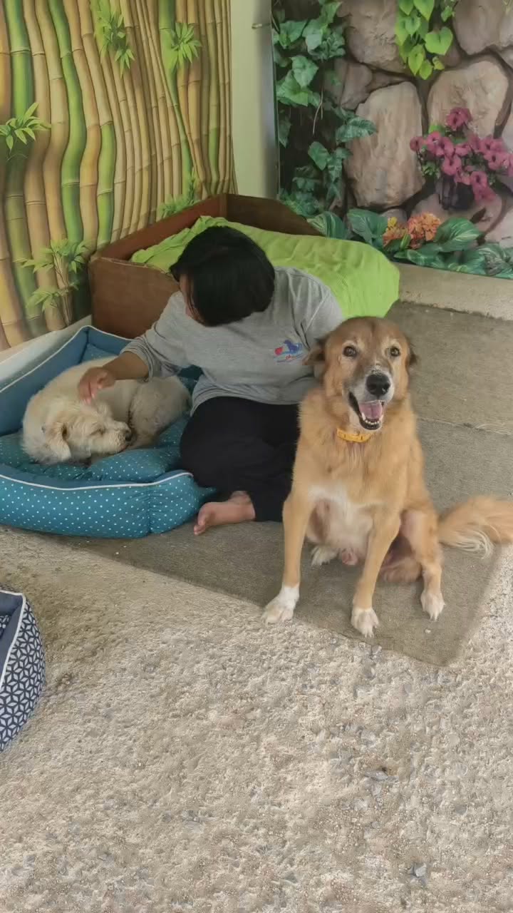 Long-term guests Puck and Max feeling at home