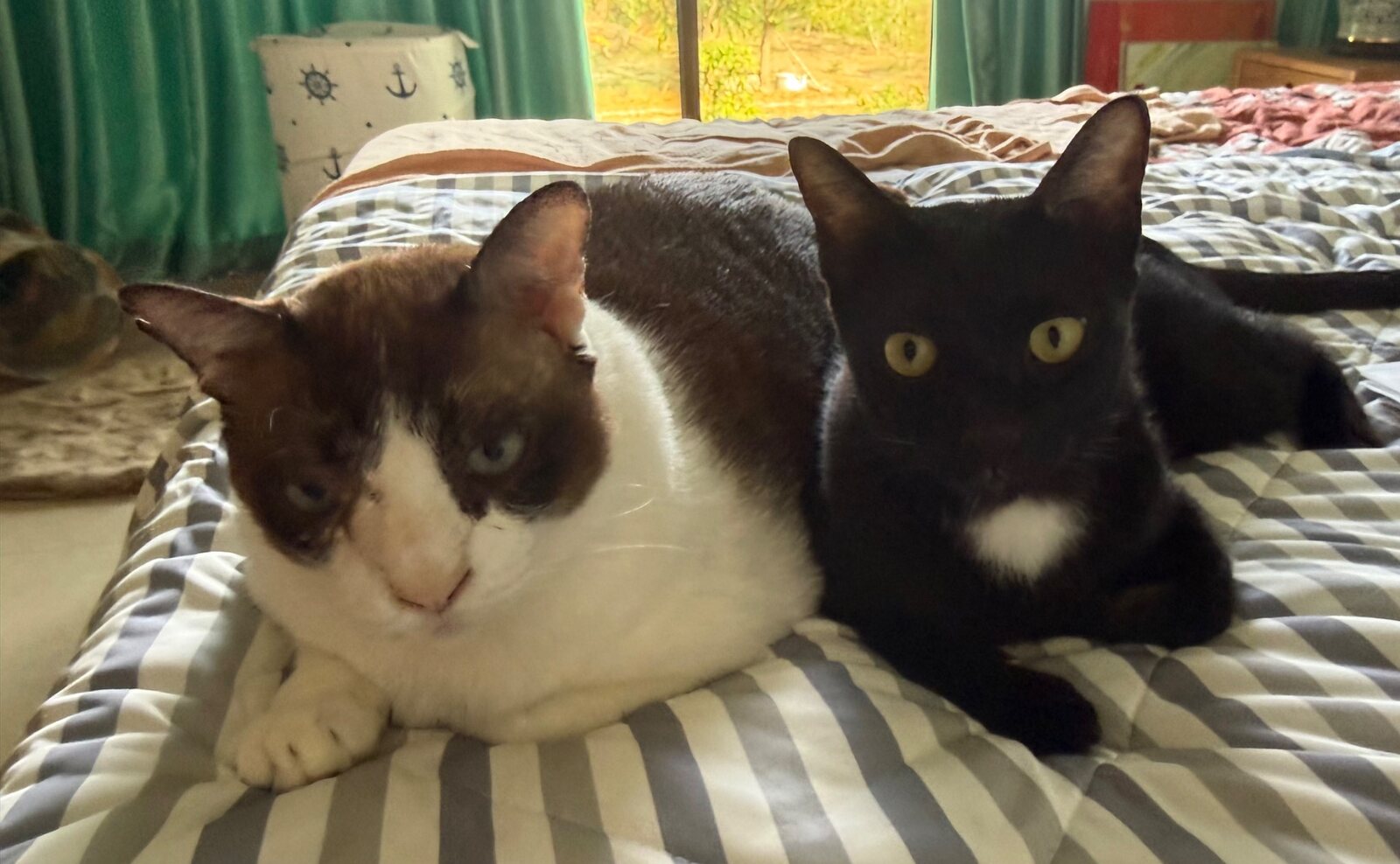 Two relaxed cat guests enjoying a comfortable indoor stay