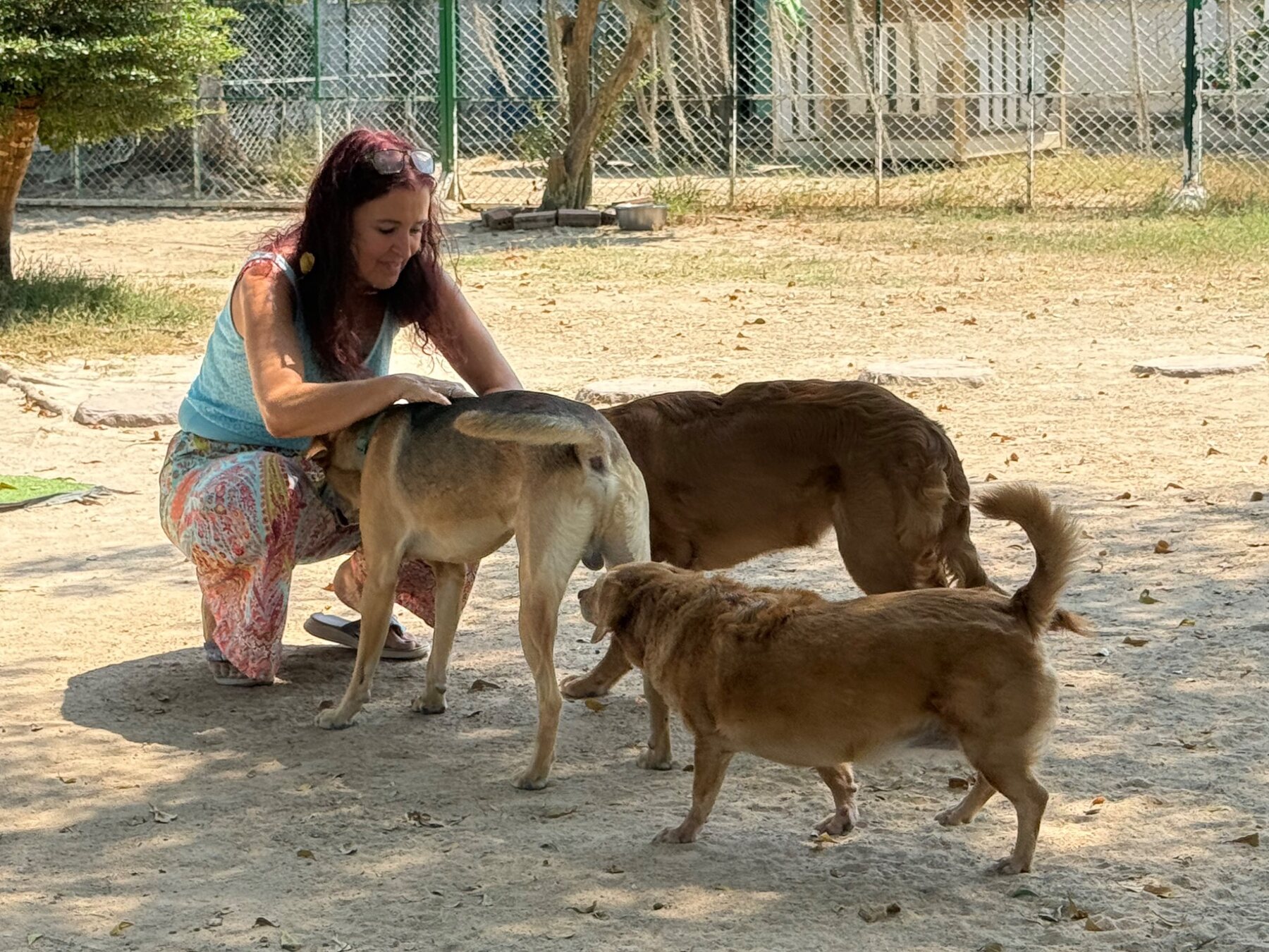 Several dog guests enjoying personal attention outdoors