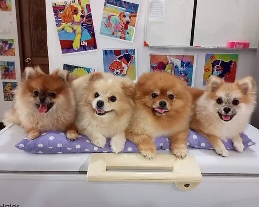 Four cheerful Pomeranian guests relaxing together