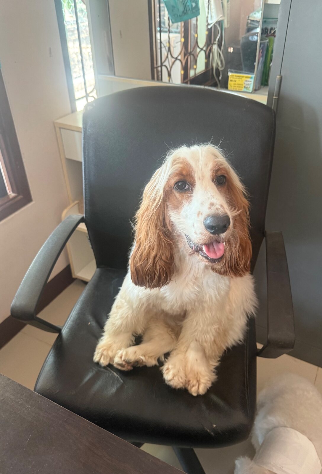 A happy spaniel guest feeling at home at Doggy & Cat Paradise