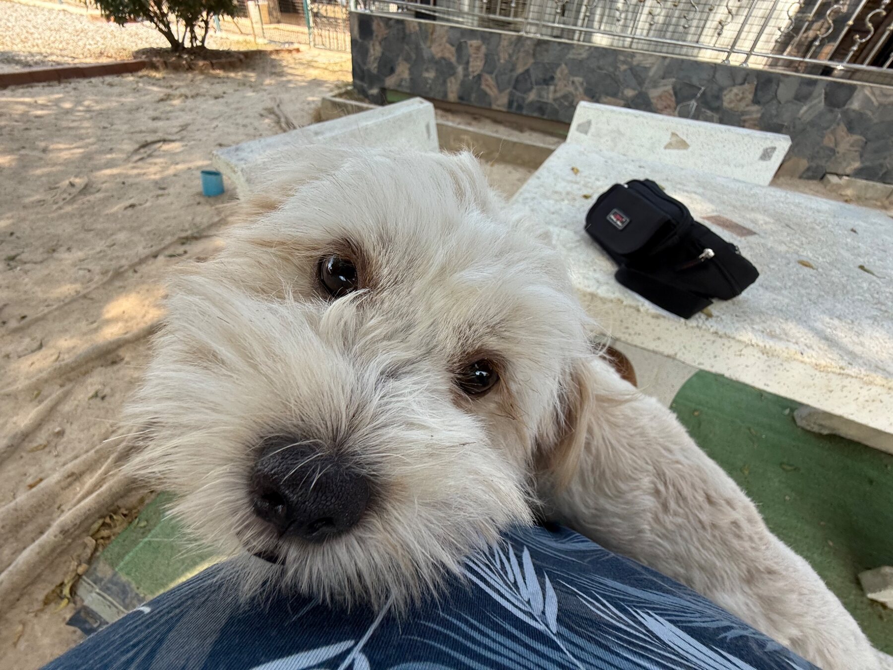 Friendly white dog greeting the camera in the outdoor area